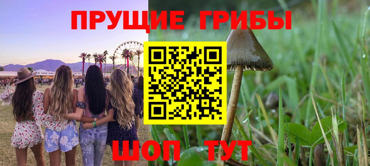Галлюциногенные грибы Magic Shrooms  Вход с VPN  Шадринск  купить наркотики сайты  Галлюциногенные грибы ЛСД 